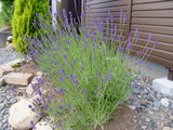 DSCF2410