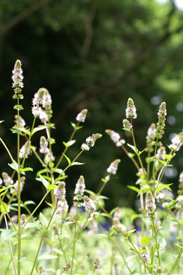 unknown_flower2