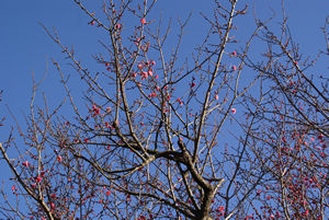 紅梅1