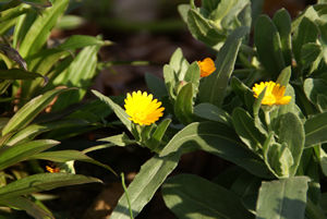 gazania