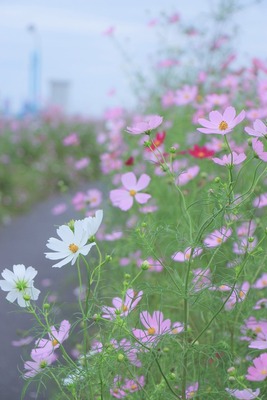 EOS Kiss X6i_4551 (2)