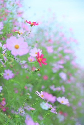 EOS Kiss X6i_4525 (2)