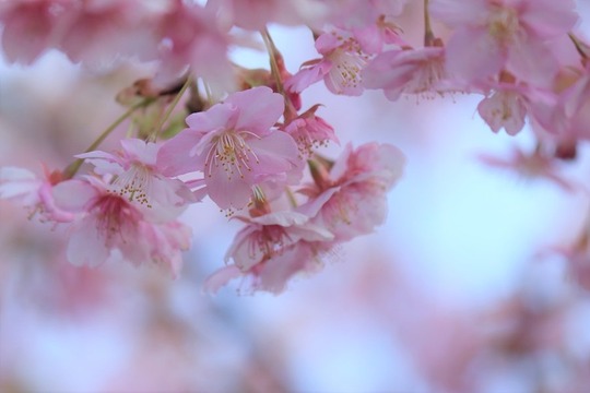 河津桜
