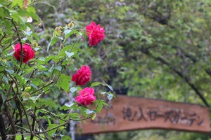 EOS Kiss X6i_5108 (2)