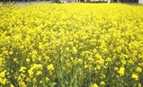 菜の花畑