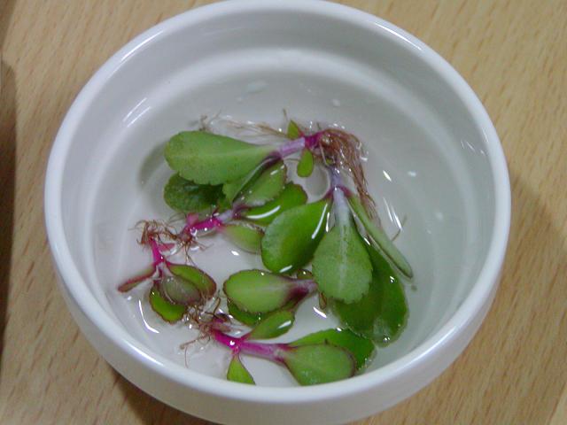 P1010051
