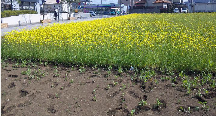 菜の花満開