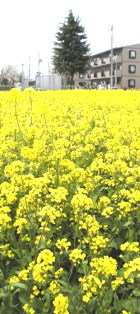菜の花も元気!