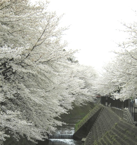 桜、強いです!