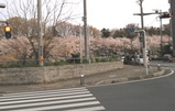 桜が見えてきました。