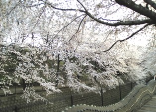 桜に埋もれそうぉ・・・