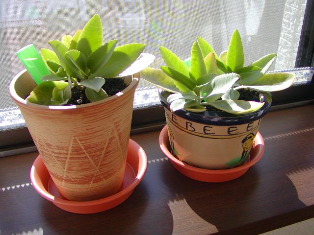 P1010090