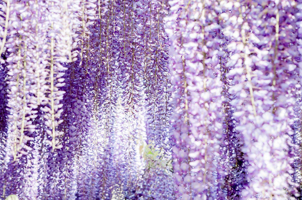 藤の花