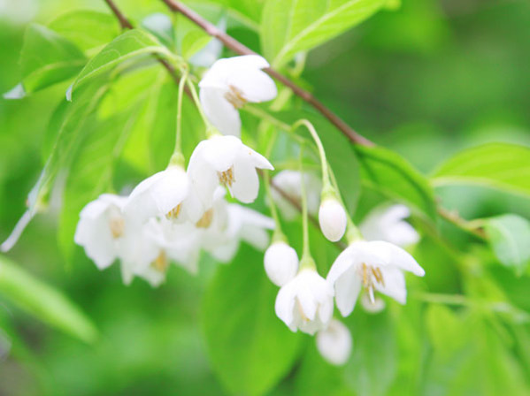 エゴノキの花