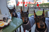 BlogPaint