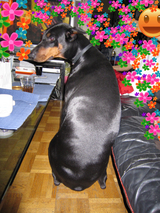 BlogPaint