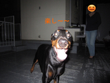 BlogPaint