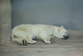 王子動物園・シロクマ