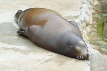 王子動物園・アザラシ
