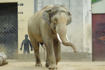 王子動物園・ゾウ(オス)