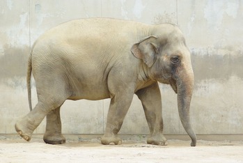 王子動物園・ゾウ(メス)