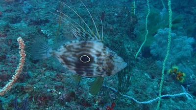 マトウダイ