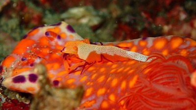 ウミウシカクレ