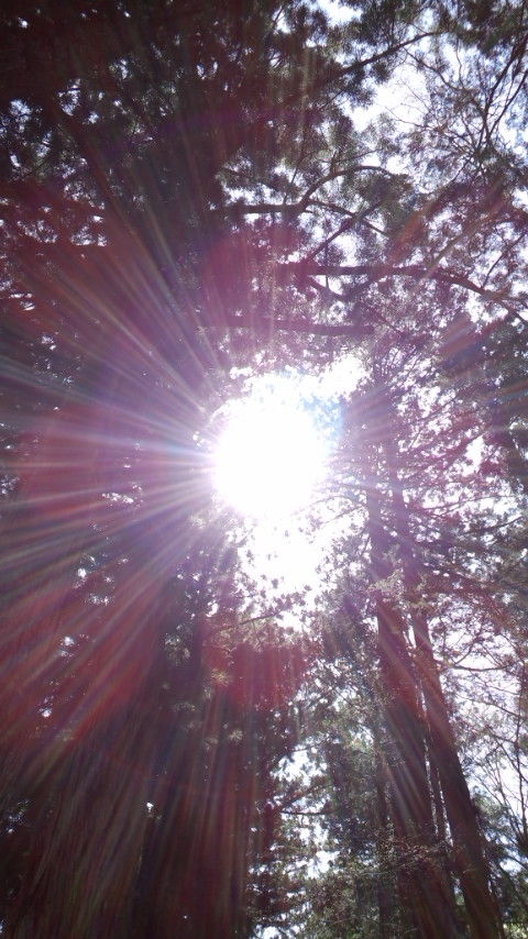 treephoto