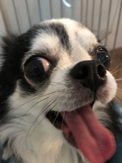元気になったココピ