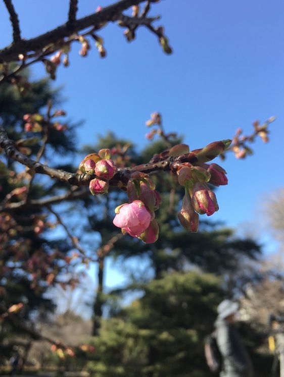 さくらの蕾