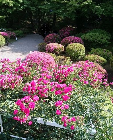 旧古河庭園ばら
