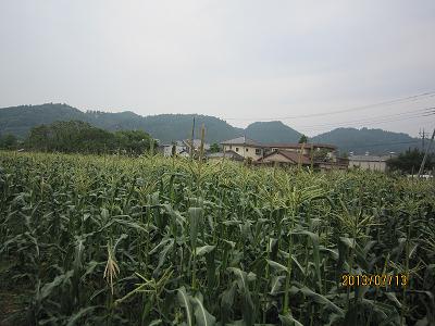 弟が大切に育てた、とうもろこし畑