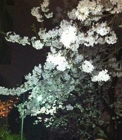 夜桜