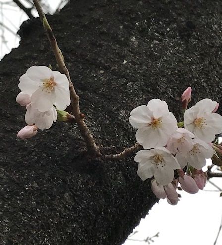 2018年3月19日近所の桜