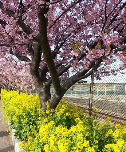 河津桜