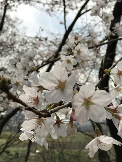 IMG多摩川台公園2