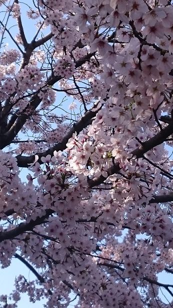 sakura6