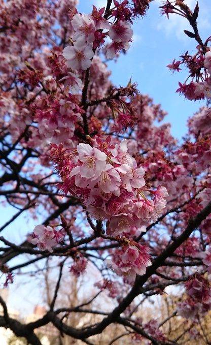 寒桜