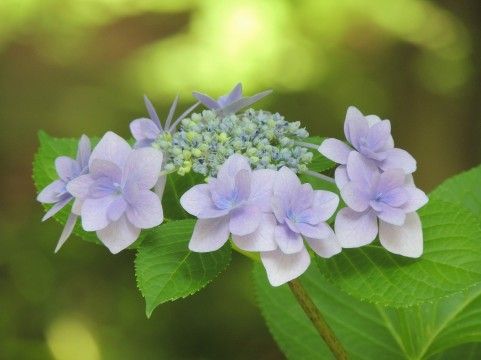 a0960_006686