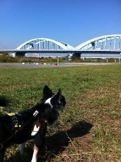 愛犬ココピーと一緒に散歩へ