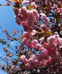 八重桜