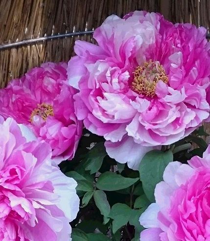 ぼたんの花ピンク