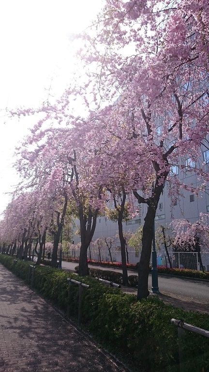 しだれ桜並木
