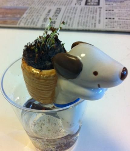 小さい芽だけどエネルギーに溢れてる