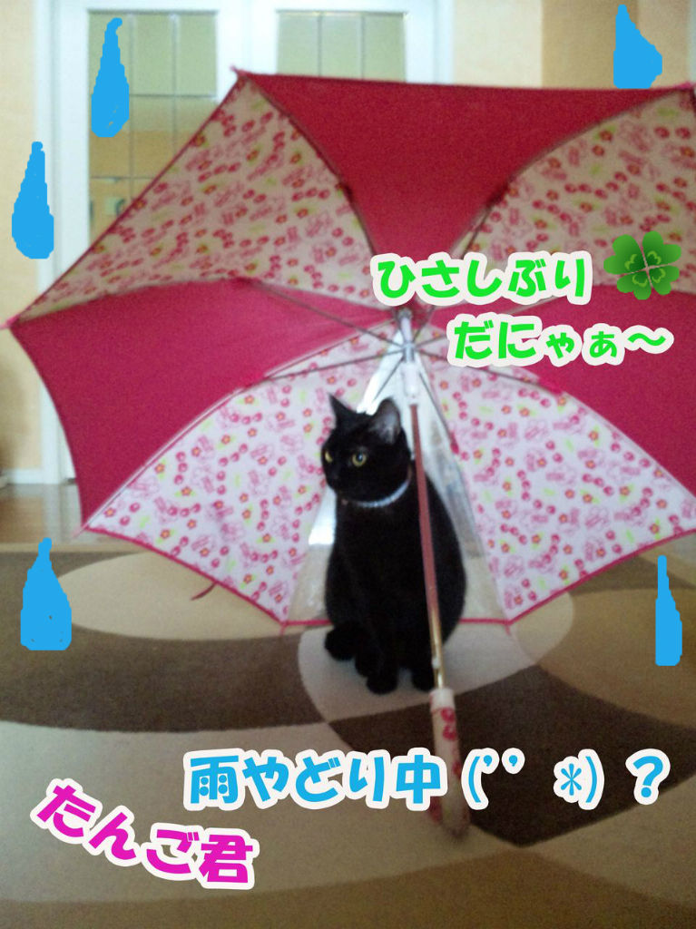 BlogPaint