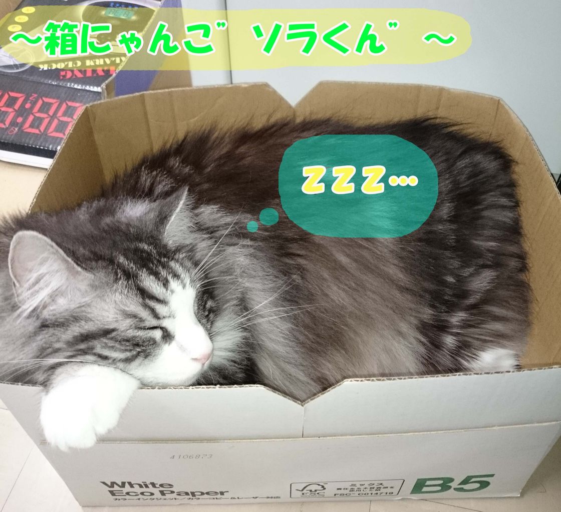 箱そらにゃん1