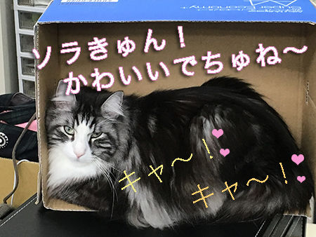 ソラ
