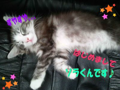 ¥½¥é·¯