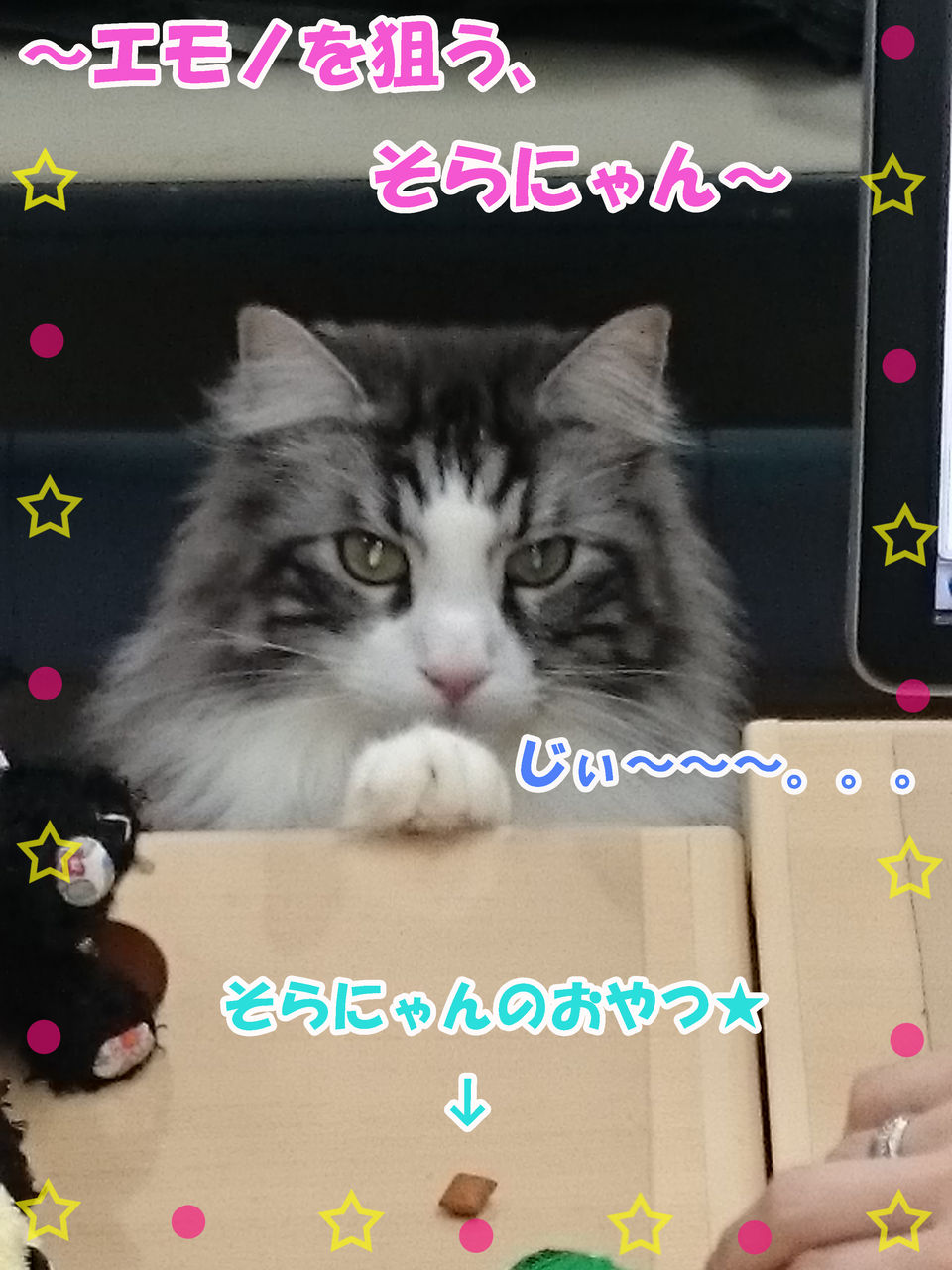 そらにゃん