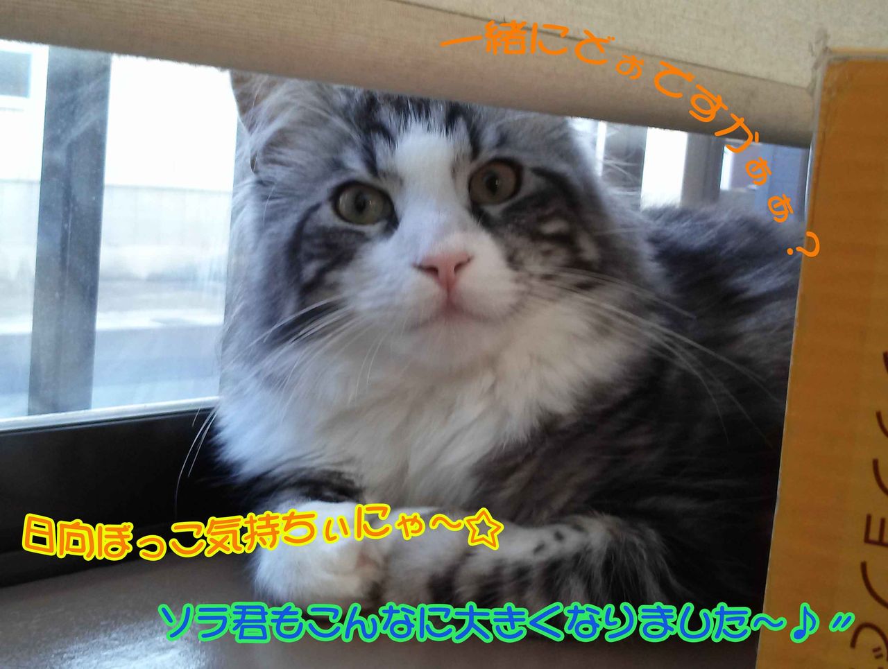 ¥½¥é·¯